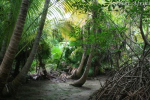 Selva w okolicy Tulum, Meksyk