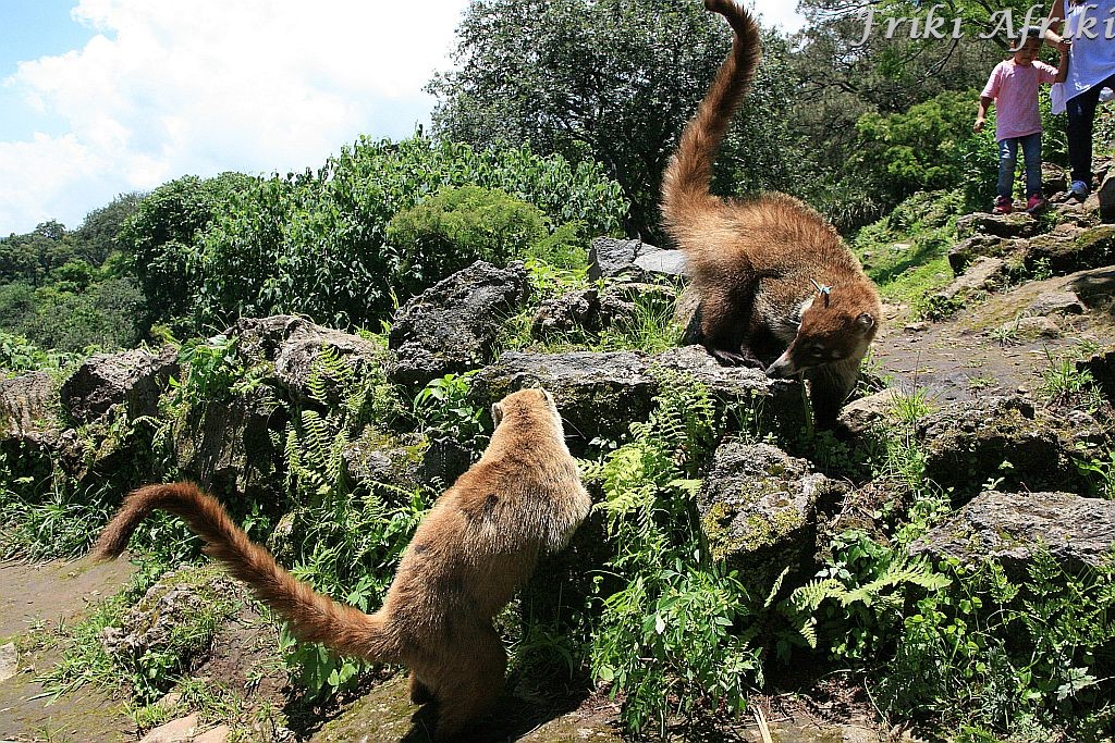 Te dwa małe zbóje skradły nam orzeszki