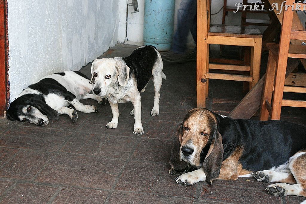 Sjesta jest ważna - psy z Oaxaca