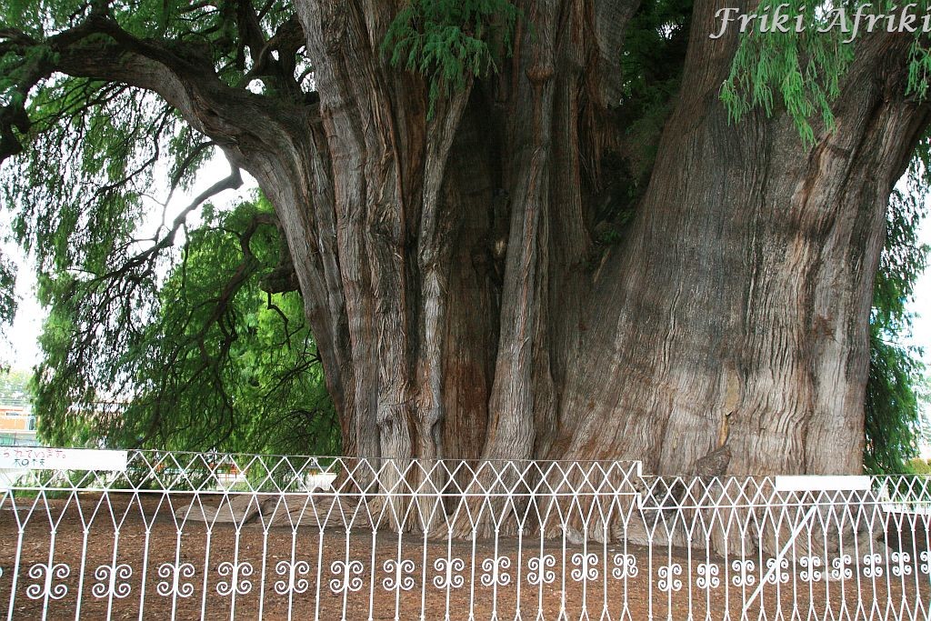 Tula - grubaśny i stary cypryścnik meksykański