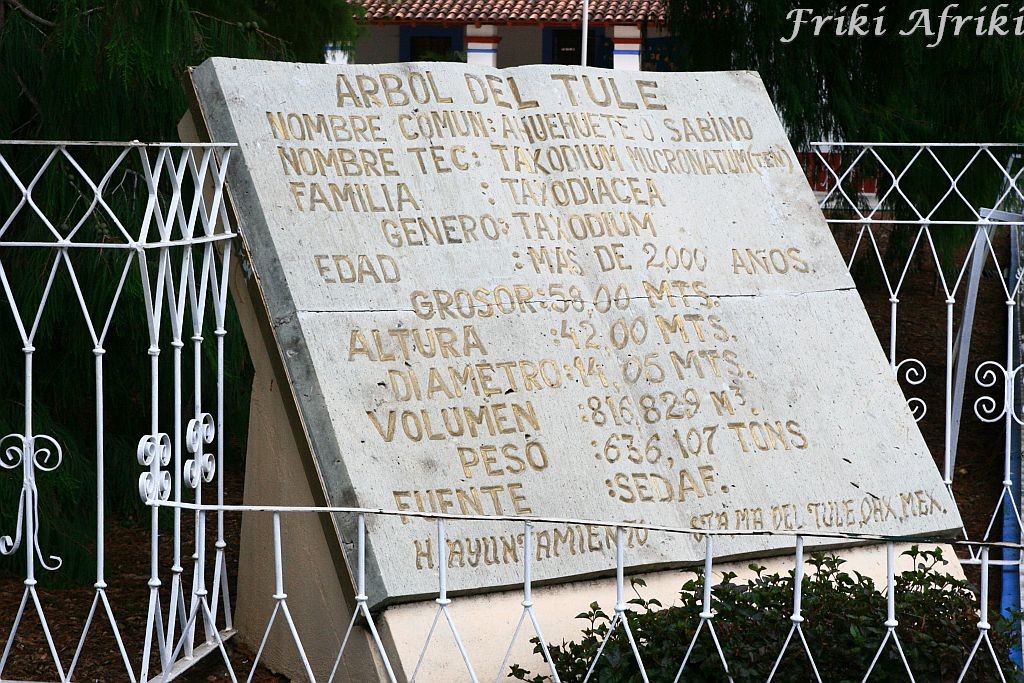 wymiary drzewa z Tuli