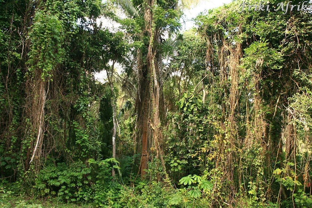 Bujna roślinność lasow deszczowych