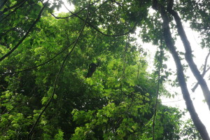 Chiapas17