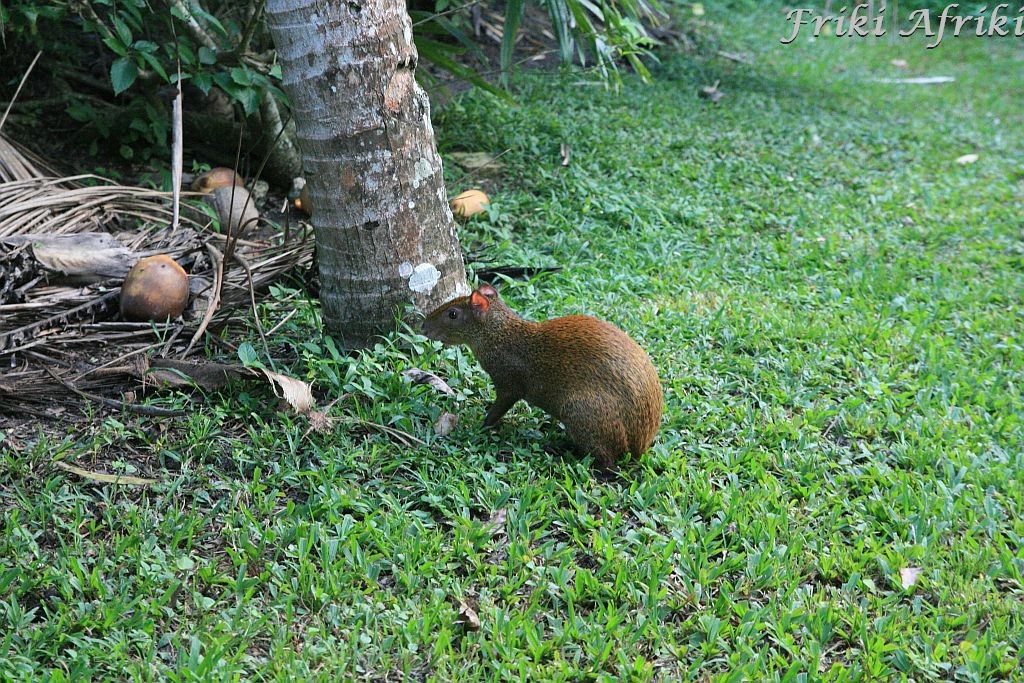 Taki stwór w Tikal, Gwatemala