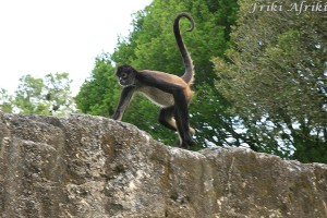 Spider monkey, Tikal, Gwatemala