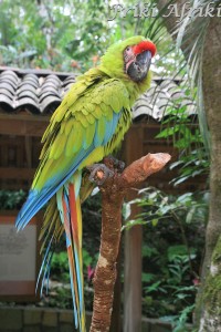 Ara, Honduras