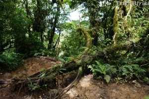 Nicaragua_ometepe_11