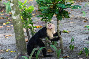 Kapucynka, manuel Antonio