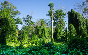 Costa Rica-15
