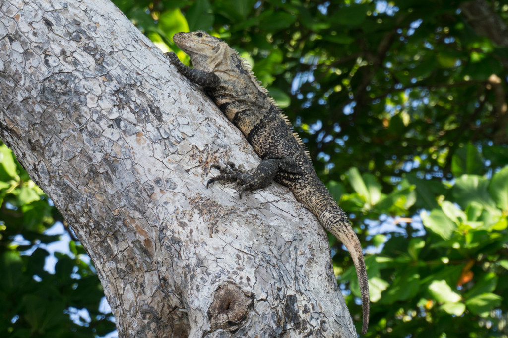 Iguana, Manuel Antonio