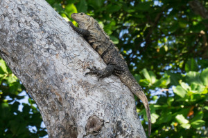 Iguana, Manuel Antonio