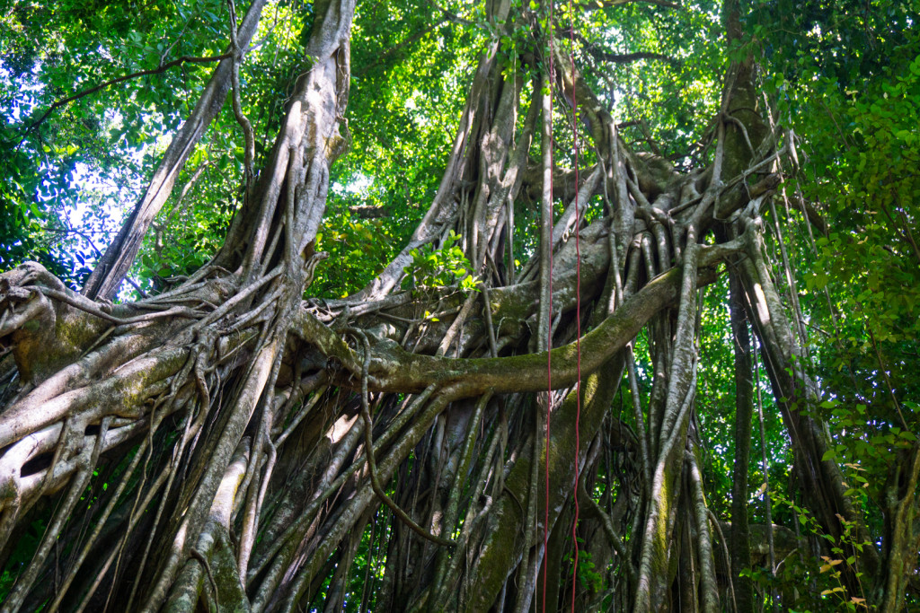 Costa Rica przyroda-29