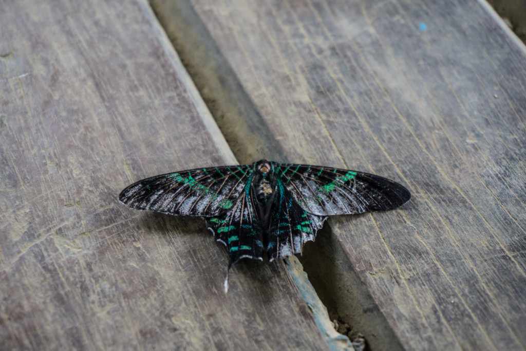 Motyl w naszej camionecie