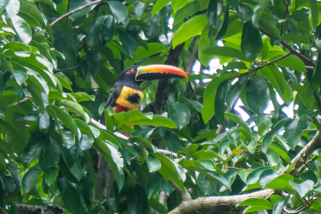 Tukan Aracari, Bolita