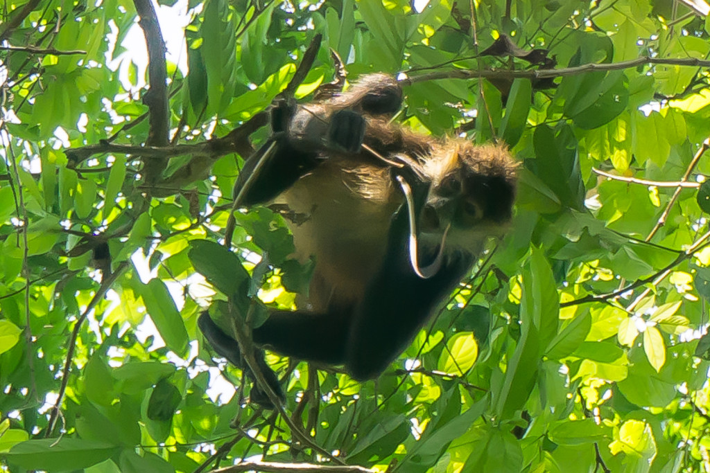 Spider Monkey, Matapalo