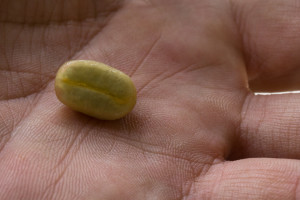 kawa-2