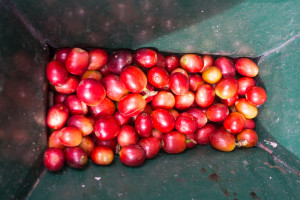 kawa-8