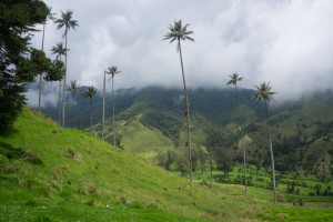 Valle de Cocora