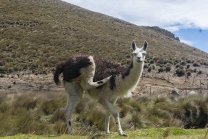ekwador chimborazo-3