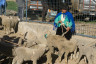 ekwador mercado de animales-10