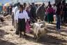ekwador mercado de animales-15
