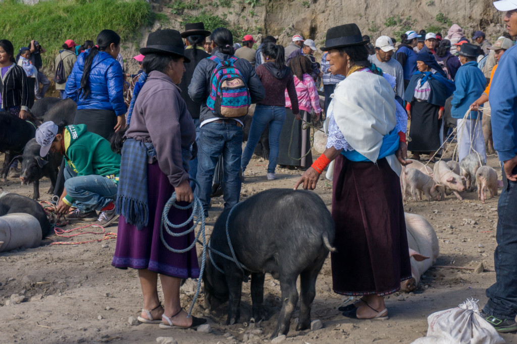 ekwador mercado de animales-28