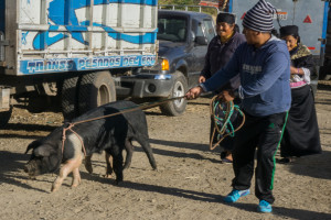 ekwador mercado de animales-3