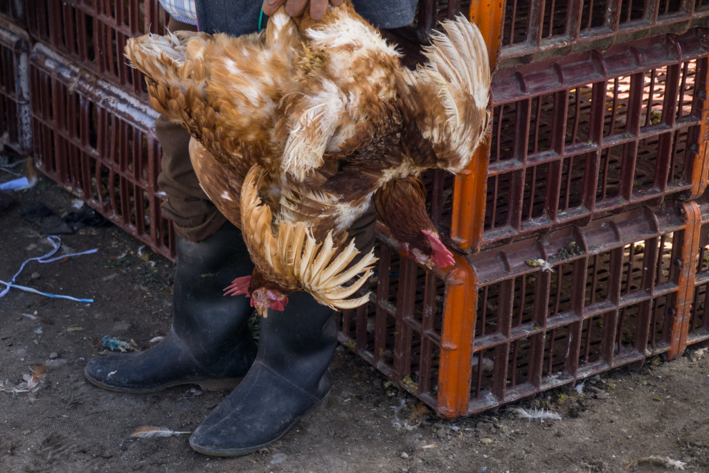 ekwador mercado de animales-30