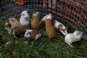 ekwador mercado de animales-34