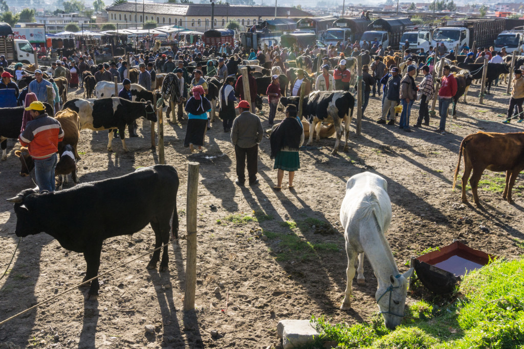 ekwador mercado de animales-5