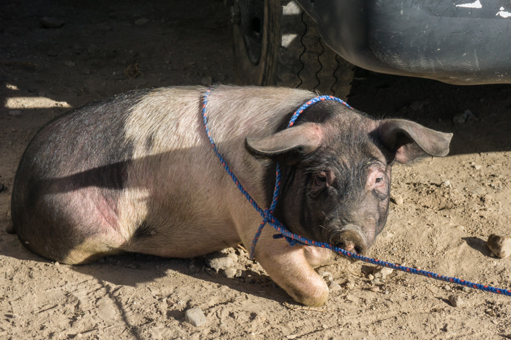 ekwador mercado de animales-9