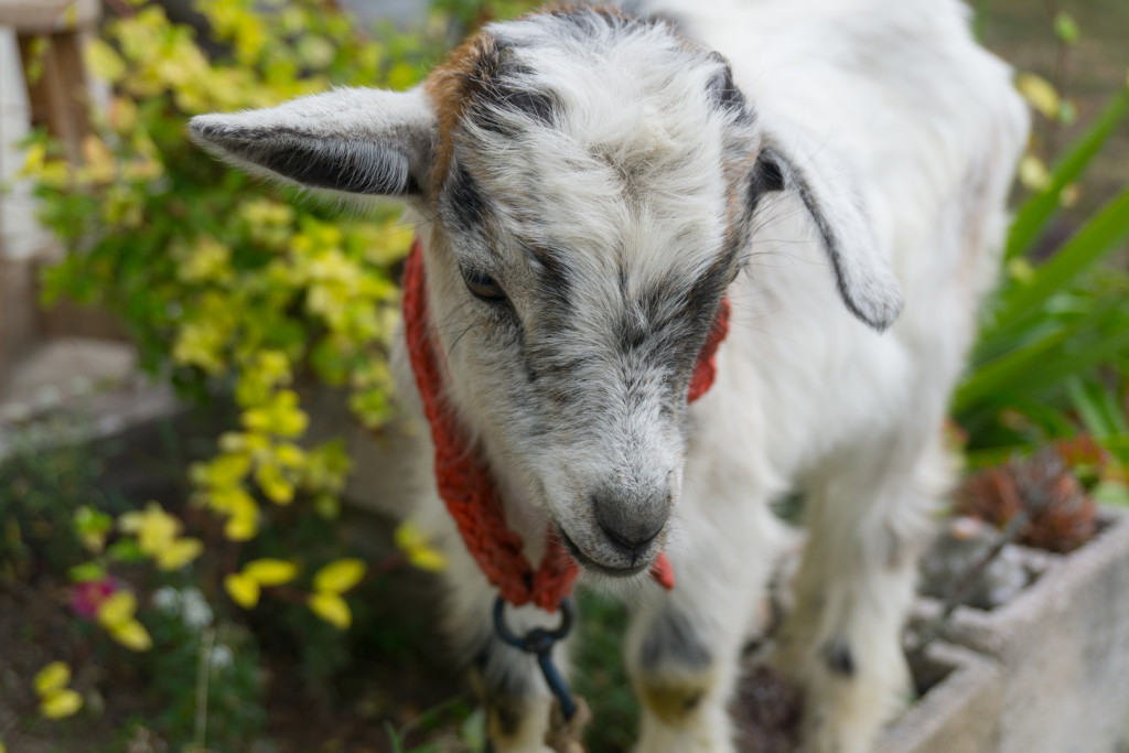 Poucz swoją kozę, że nie jada się kwiatków gospodarza