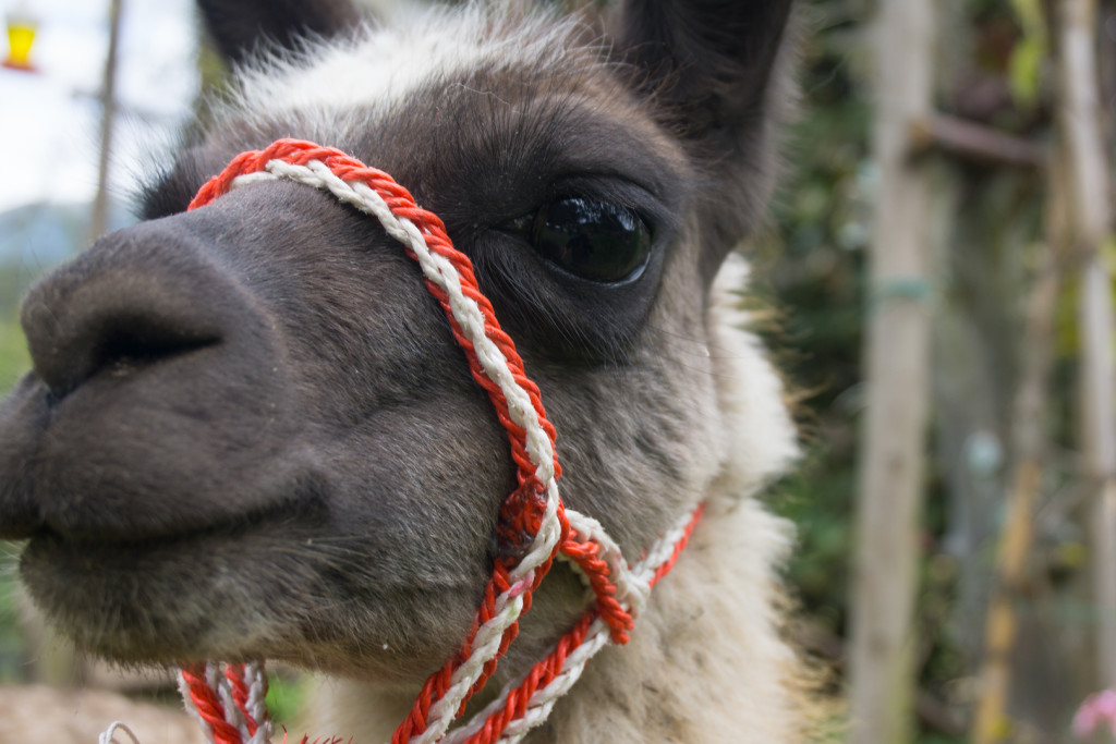 Lama - tylko na oficjalne wyjścia. W tym sezonie obowiązkowo z czerwonym sznurkiem