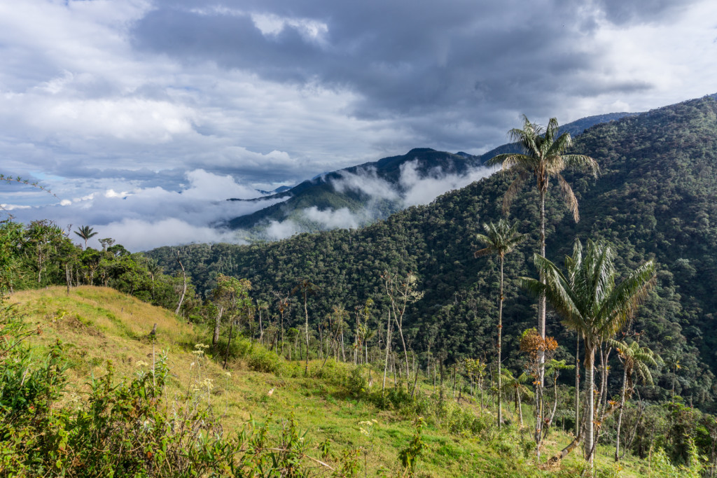 Jeden z typowych widoczków na trasie - zielone góry, trochę palm i mgły