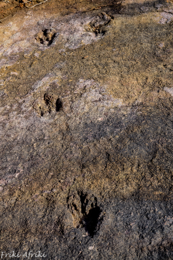 Wielki Ptak z Ulicy Sezamkowej był tu