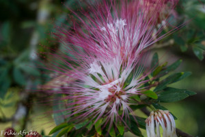 amazonia-9